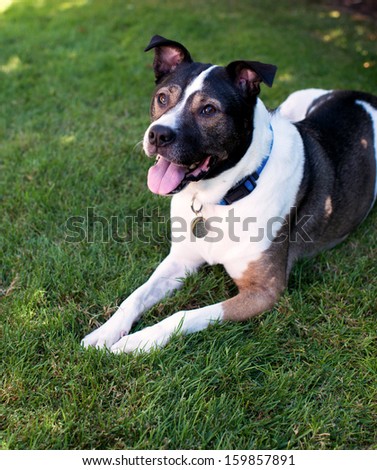 Happy Akita Boxer Mix Relaxing in Shade on Green Grass - stock photo