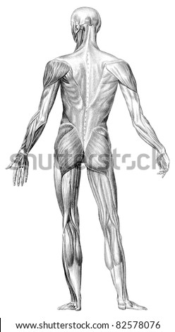 Anatomy Drawing Stock Photos, Images, & Pictures | Shutterstock