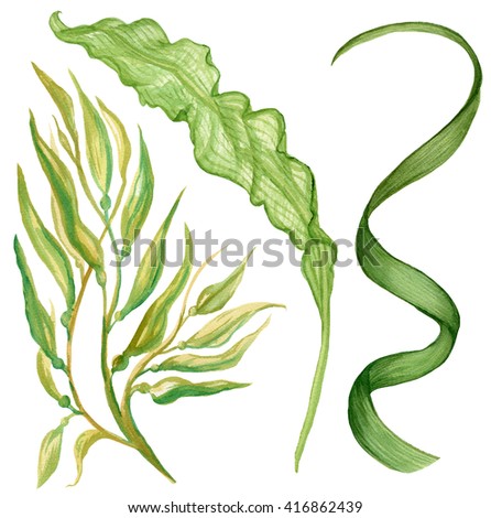seaweed stock photos royalty free images amp vectors seaweed stock photos royalty free images amp vectors