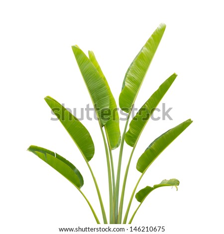 Banana Tree Stock Photos, Images, & Pictures | Shutterstock