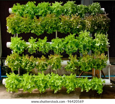 The Organic hydroponic vegetable garden - stock photo