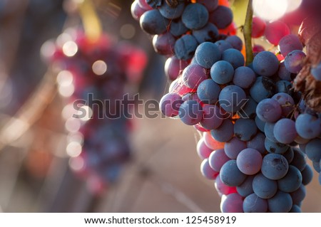 Sun Setting on Red Grapes - stock photo