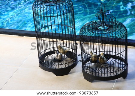 bird cage for swimming pool