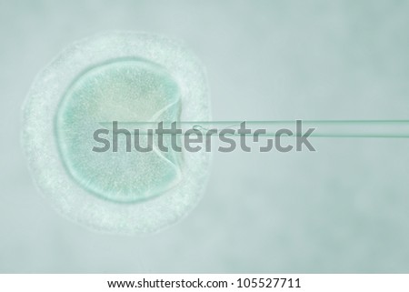 artificial insemination stock photos images pictures