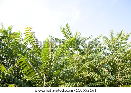 jungle leaves - stock photo