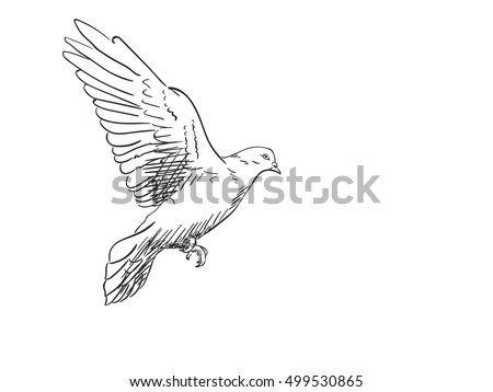 Pigeon Stock Vectors, Images & Vector Art 