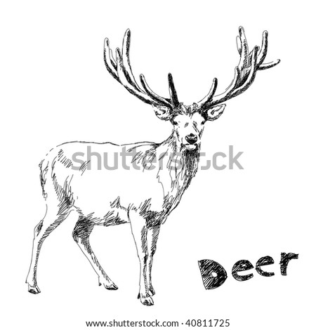 easy deer drawing