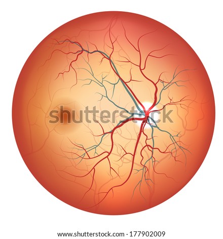 Human Eye Anatomy Retina