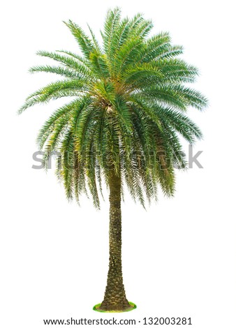 Tree Isolated Stock Photos, Images, & Pictures | Shutterstock