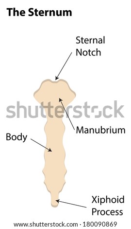 Sternum Stock Photos, Royalty-Free Images & Vectors - Shutterstock