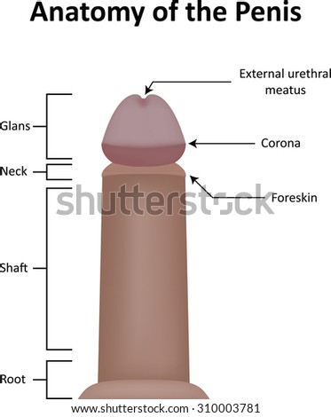 Pictures Of Male Penis 31