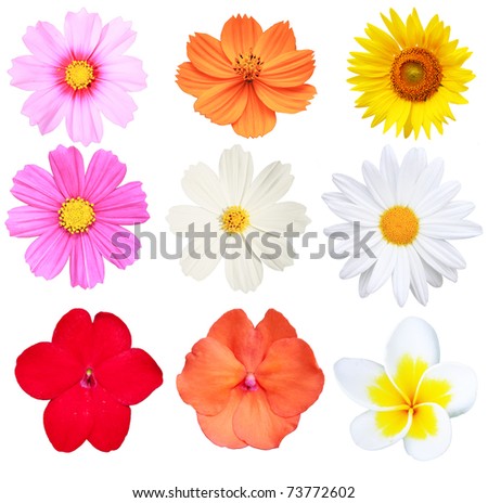 Spring Flowers Isolated Stock Photos, Images, & Pictures | Shutterstock