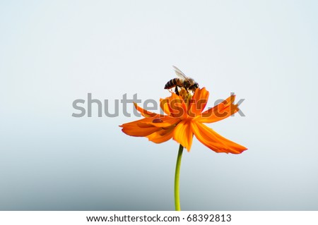 Honey Bee Isolated Stock Photos, Images, & Pictures | Shutterstock