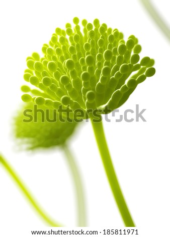 Is aspergillus single or multicellular