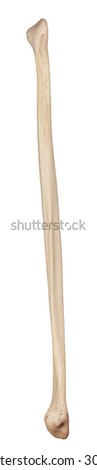 Fibula Stock Images, Royalty-Free Images & Vectors | Shutterstock