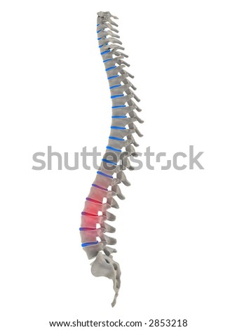 Focused On Spine Parts Lateral View Stock Illustration 51528328