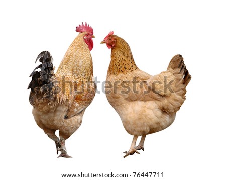 cock in hen house gifs free ass nude