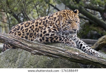 Snarling leopard Stock Photos, Snarling leopard Stock Photography