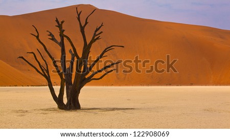 Dead tree in desert landscape of Sossusvlei, Namibia - stock photo