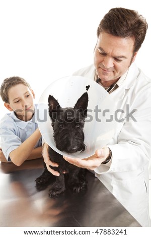 dog in an "Elizabethan Collar" to protect it from chewing i   tself 