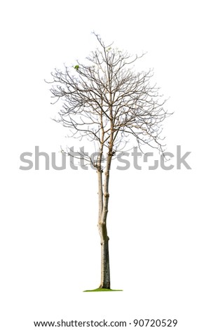 Winter tree Stock Photos, Images, & Pictures | Shutterstock