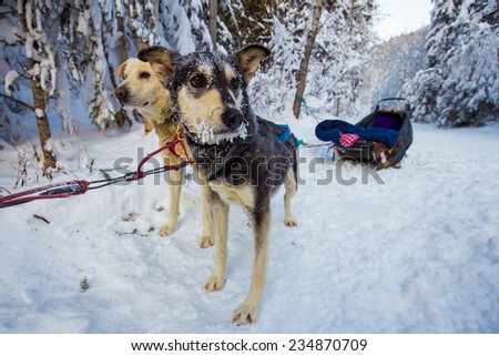 sledding canada valmount stock photos royalty free images vectors sledding canada valmount stock photos royalty free images vectors