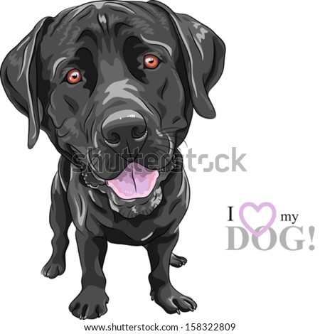 Black Labrador Stock Photos, Images, & Pictures | Shutterstock