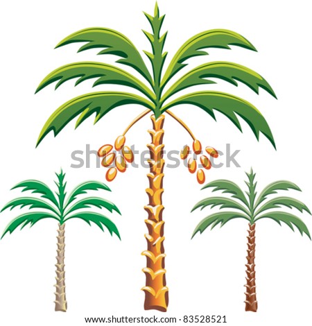 of various  palm vector color the trees date vector vector stock options kurma  set