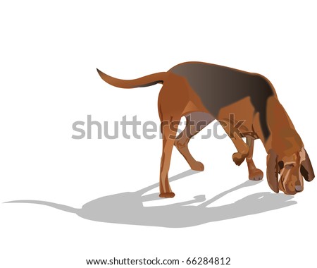 Bloodhound Stock Photos, Images, & Pictures | Shutterstock