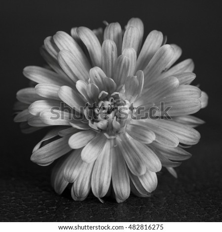 Annmarie Young's Portfolio on Shutterstock