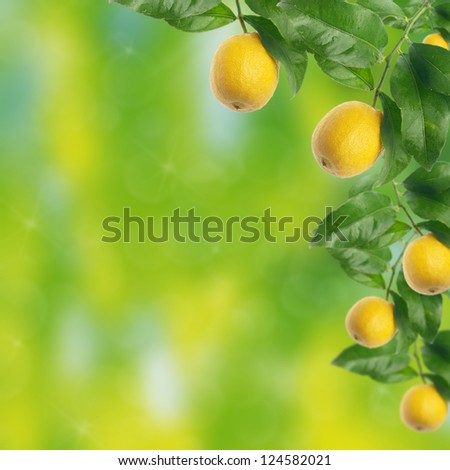 LEMON TREE FOOLSGARDEN lemon tree foolsgarden: