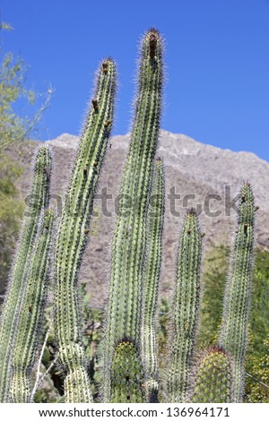 long skinny cactus long skinny cactus