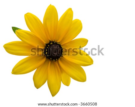 Black Eyed Susan Isolated Stock Photos, Images, & Pictures | Shutterstock