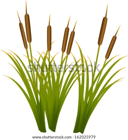 REED Stock Photos, Images, and Pictures | Shutterstock