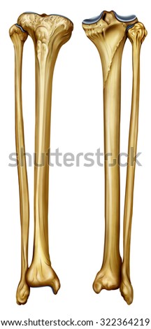 Femoral Head Stock Photos, Images, & Pictures | Shutterstock