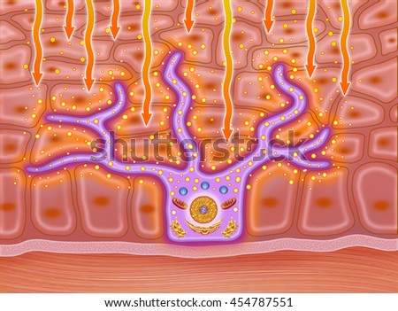 Schematic Image Two Examples Active Sperm Stock Illustration 136151951