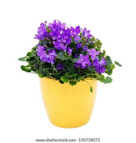 Las mejores plantas de contenedores: Bacopa - Birds and Blooms