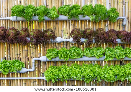 Organic hydroponic vegetables Vertical garden - stock photo