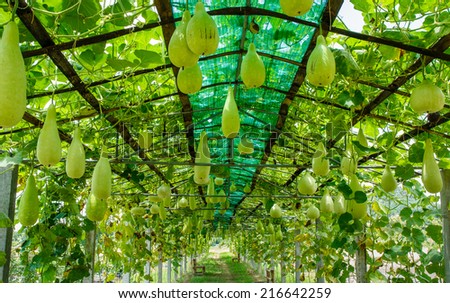 melon in greenhouse cultivation in northern Thailand stock photo greenhouse plastic thailand melon in greenhouse cultivation in northern Thailand stock photo greenhouse plastic thailand