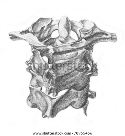 Human Anatomy Bones Neck Stock Illustration 78955456 - Shutterstock