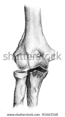 Elbow Anatomy Stock Photos, Images, & Pictures | Shutterstock