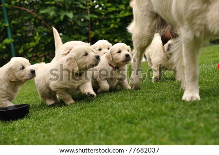 Puppies flocking after their mother - stock photo