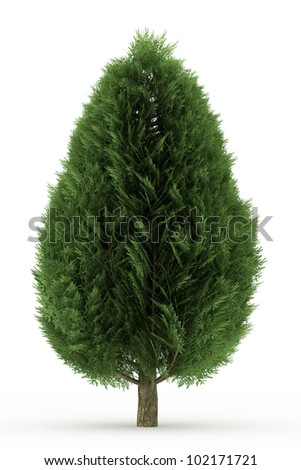 stock-photo--d-lawson-false-cypress-tree-isolated-over-white-102171721.jpg