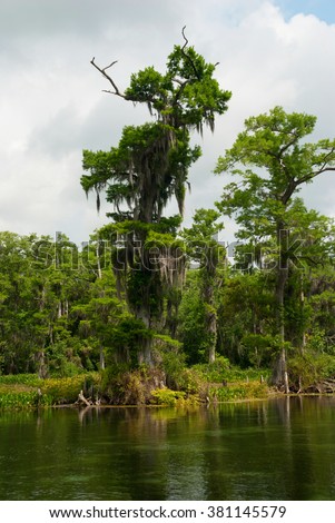 Swamp Cypress Tree Hanging Spanish Moss Stock Photo ...