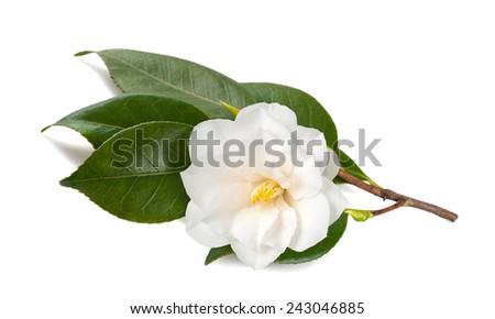 Camellia Stock Images, Royalty-Free Images & Vectors | Shutterstock