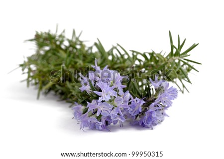 Rosemary Flowering Herb Stock Photos, Rosemary Flowering Herb Stock