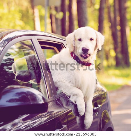 golden retriever driving car driving car stock photos images pictures golden retriever driving car driving car stock photos images pictures
