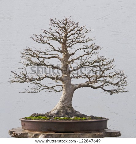 [Obrazek: stock-photo-mountain-maple-bonsai-in-win...847649.jpg]