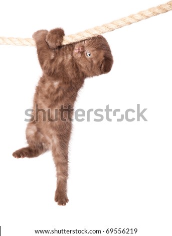 little funny scottish fold kitten is hanging on the rope. isolated 