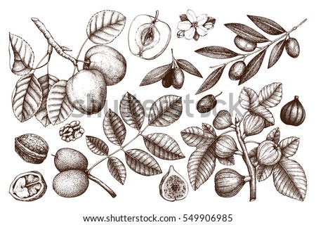 Vector collection of hand drawn trees illustration. Vintage set of leaves, fruits, seeds, nuts, flowers sketch white background. Botanical garden drawing. Vector collection of hand drawn trees illustration. Vintage set of leaves, fruits, seeds, nuts, flowers sketch white background. Botanical garden drawing.
